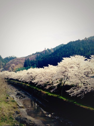 今年の桜②