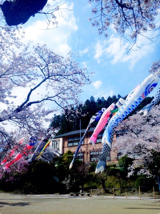 今年の桜②