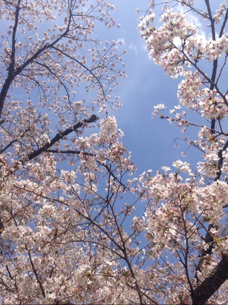 今年の桜②