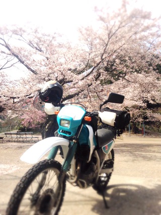 今年の桜②