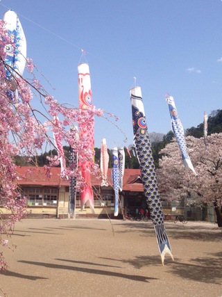 今年の桜②