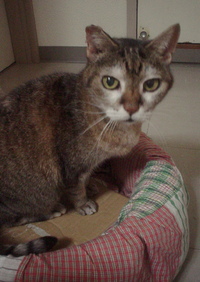 春の猫 2013/02/01 21:08:25