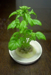 大根の花 2013/03/02 22:32:10