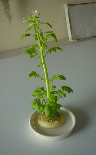 大根の花　２