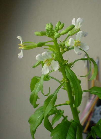 大根の花　２