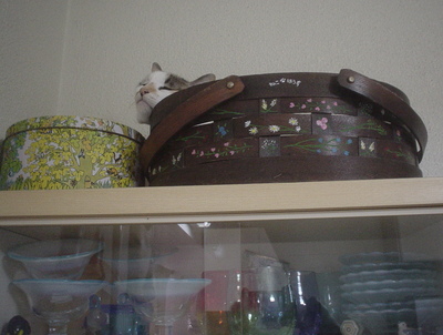 かご猫