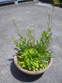 白蝶草 2013/04/15 18:12:31