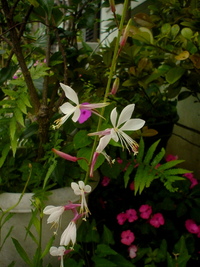 白蝶草　２ 2013/04/18 21:24:31