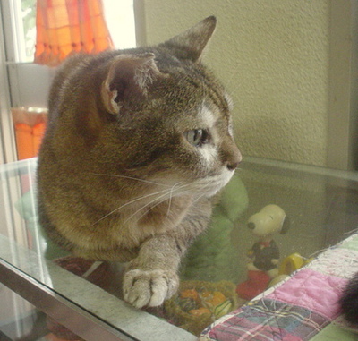 暑くて、、、