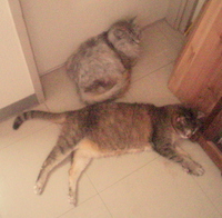 暑いよ、、、ね？ 2013/06/18 22:09:16