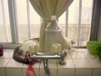猫よけペットボトル？ 2013/07/11 21:37:13