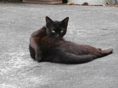野良子猫