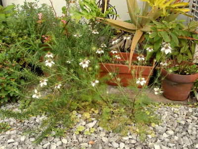 ニゲラの花