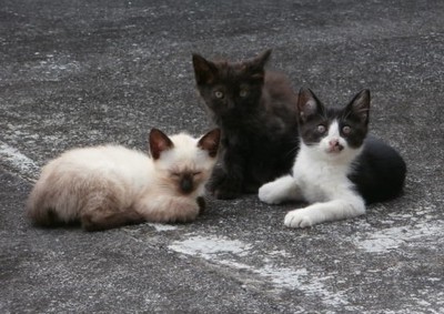 野良子猫