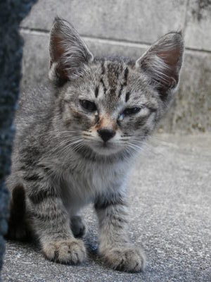 子猫　１