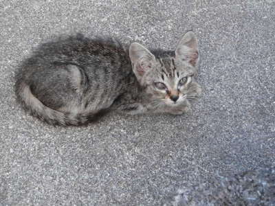 子猫　１