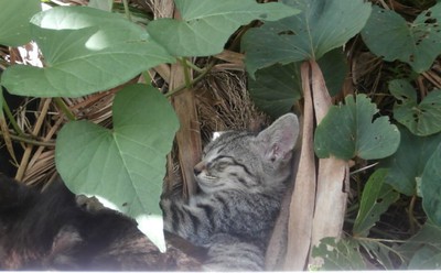 子猫　１