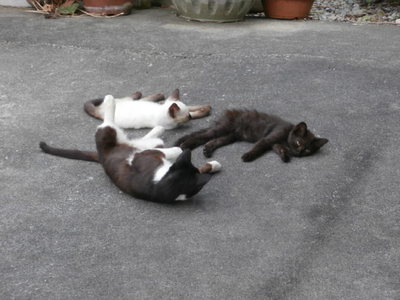 子猫　１