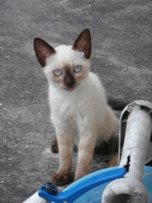 子猫　１