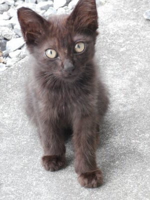 子猫　１