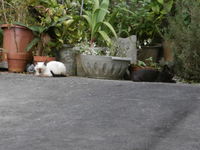 野良子猫２ 2015/08/07 21:25:38