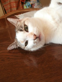 猫のキライなこと 2014/08/23 22:15:49
