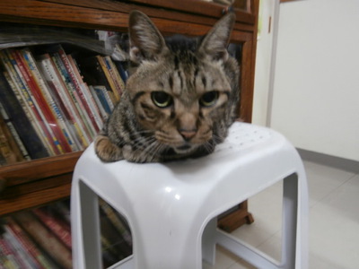 猫の人達のシャワー