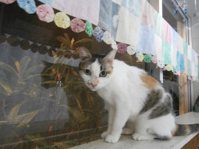 猫の人達のシャワー