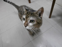 猫の人達のシャワー 2014/09/30 21:53:03