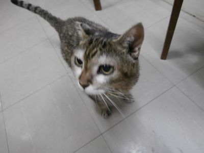 猫の人達のシャワー