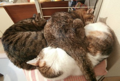 無視する猫達