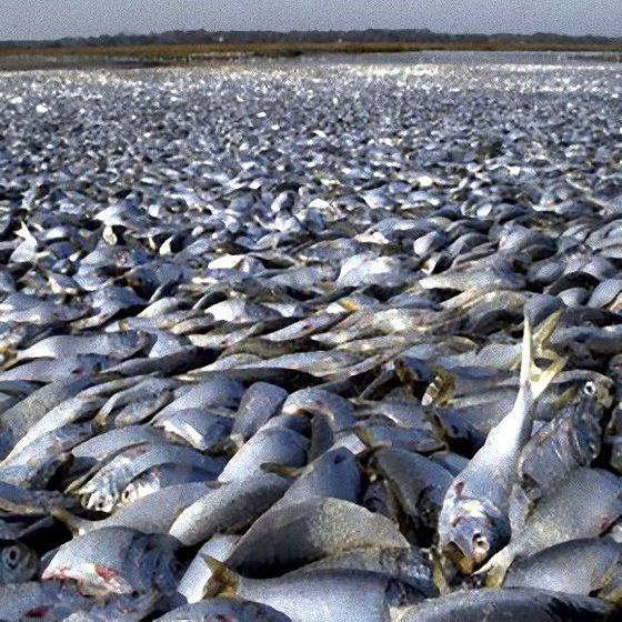 川を埋め尽くすほどの魚の大量死