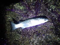 久々釣行はノーチリン （´_`；） 2013/03/10 23:37:08