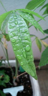 雷雨