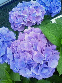 新町ぶらぶら 2010/06/12 00:57:56