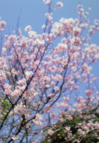 サクラサク 2009/02/05 18:48:16