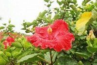 沖縄は一足お先に梅雨入りです。。。 2009/05/29 16:02:46