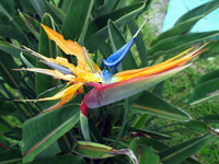 極楽鳥花