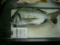 過去の釣果 2009/02/12 22:17:04