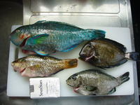 今日の釣果！！ 2009/02/22 16:01:38
