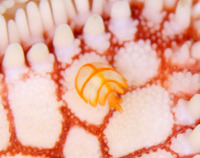 生物・・・？？？