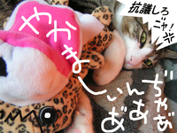 どんどんズンズンちうごくニ゛ャァ！ 2011/06/09 08:44:11