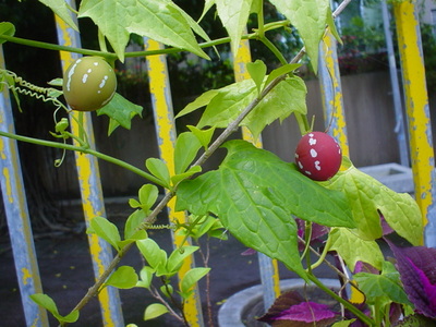 ウリ科の植物