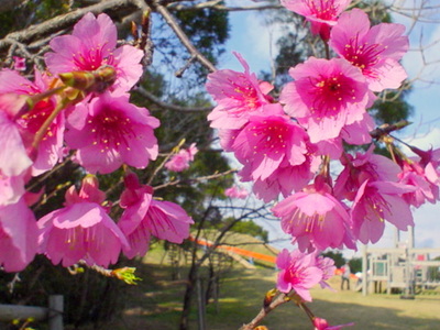 八重岳の桜
