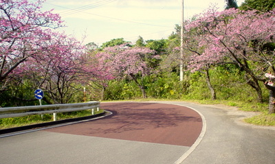 八重岳の桜