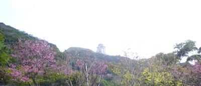 八重岳の桜