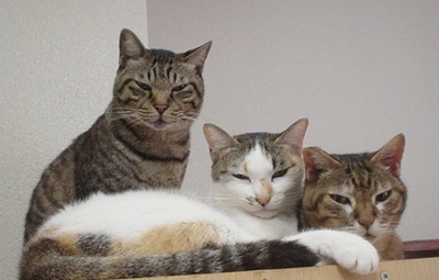 こねねこの低血圧