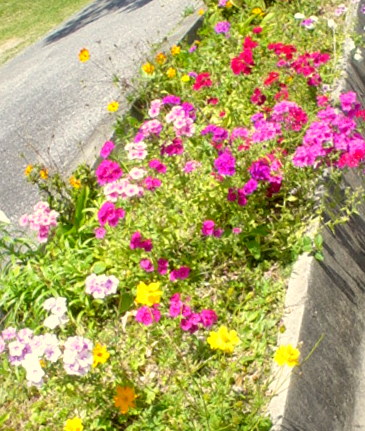 県民の森　散策