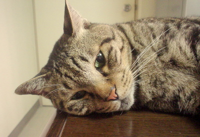 最新の猫の人達