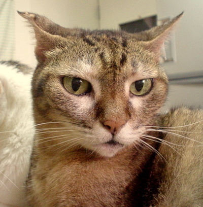 最新の猫の人達